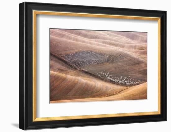 288 And Shepherd-Marcin Sobas-Framed Photographic Print