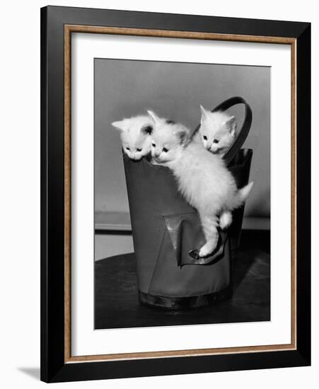 3 Kittens in a Handbag-null-Framed Photo