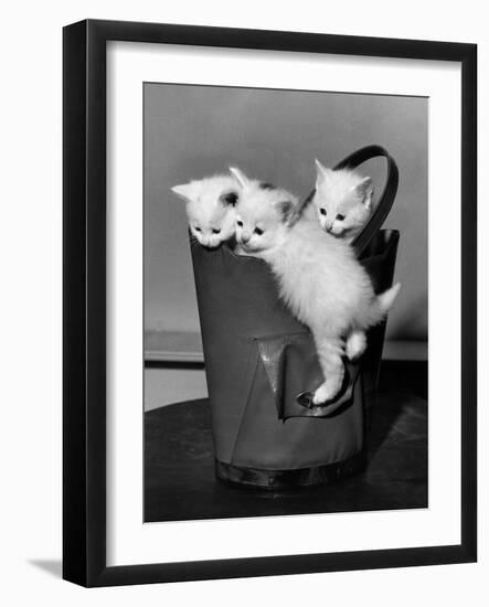 3 Kittens in a Handbag-null-Framed Photo