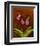 3 Ladyslippers with Hemlock-null-Framed Premium Giclee Print