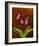 3 Ladyslippers with Hemlock-null-Framed Art Print