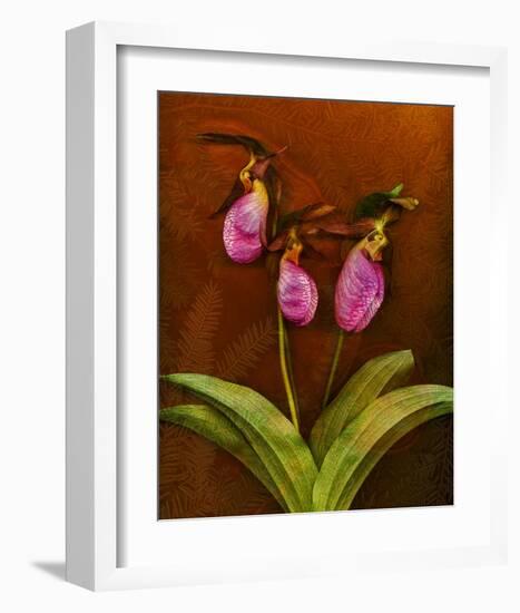 3 Ladyslippers with Hemlock-null-Framed Art Print