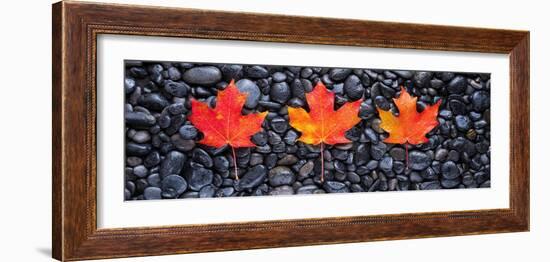 3 Maple Leaves-Steve Gadomski-Framed Photographic Print