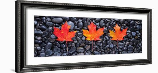 3 Maple Leaves-Steve Gadomski-Framed Photographic Print