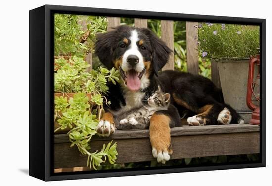 3 Month Old Bernese Mountain Dog Puppy On-null-Framed Premier Image Canvas