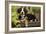 3 Month Old Bernese Mountain Dog Puppy On-null-Framed Photographic Print