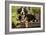 3 Month Old Bernese Mountain Dog Puppy On-null-Framed Photographic Print