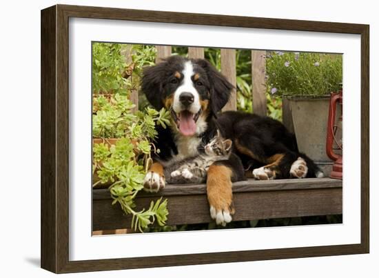 3 Month Old Bernese Mountain Dog Puppy On-null-Framed Photographic Print