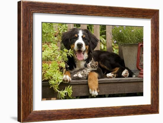 3 Month Old Bernese Mountain Dog Puppy On-null-Framed Photographic Print