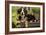 3 Month Old Bernese Mountain Dog Puppy On-null-Framed Photographic Print