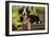 3 Month Old Bernese Mountain Dog Puppy On-null-Framed Photographic Print