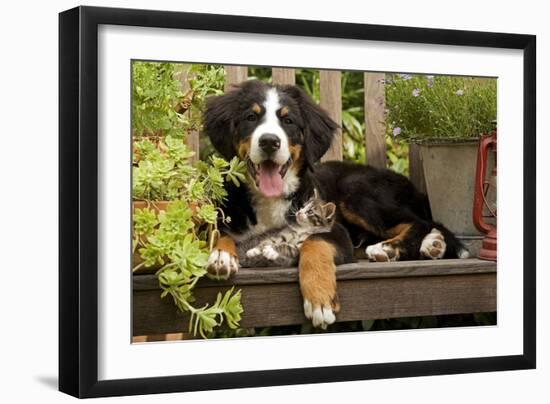 3 Month Old Bernese Mountain Dog Puppy On-null-Framed Photographic Print