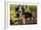 3 Month Old Bernese Mountain Dog Puppy On-null-Framed Photographic Print