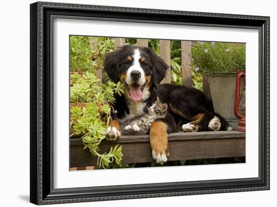 3 Month Old Bernese Mountain Dog Puppy On-null-Framed Photographic Print