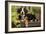 3 Month Old Bernese Mountain Dog Puppy On-null-Framed Photographic Print