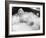 3 Nuts in Search of a Bolt, Mamie Van Doren, 1964-null-Framed Photo