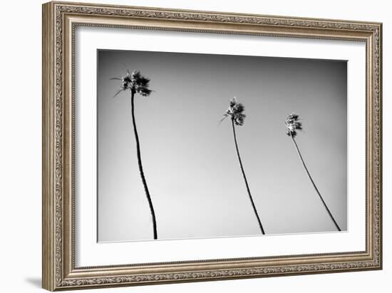 3 Palms Bw-John Gusky-Framed Photographic Print