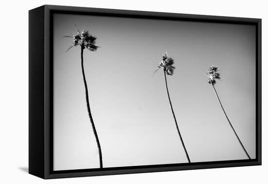 3 Palms Bw-John Gusky-Framed Premier Image Canvas