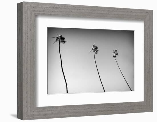 3 Palms Bw-John Gusky-Framed Photographic Print
