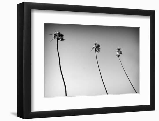 3 Palms Bw-John Gusky-Framed Photographic Print