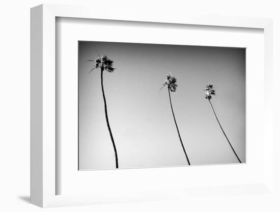 3 Palms Bw-John Gusky-Framed Photographic Print