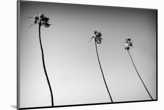 3 Palms Bw-John Gusky-Mounted Photographic Print