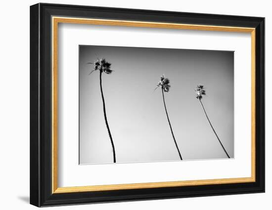 3 Palms Bw-John Gusky-Framed Photographic Print