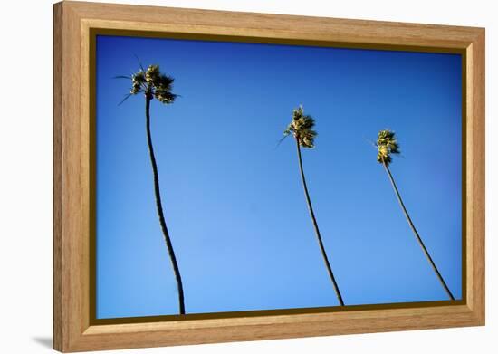 3 Palms-John Gusky-Framed Premier Image Canvas