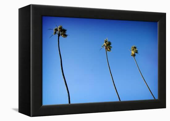 3 Palms-John Gusky-Framed Premier Image Canvas