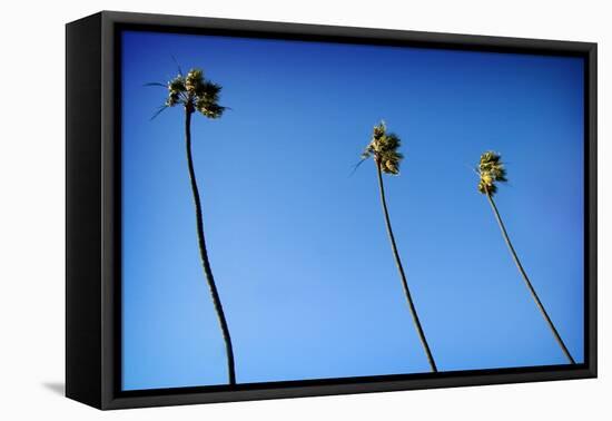 3 Palms-John Gusky-Framed Premier Image Canvas