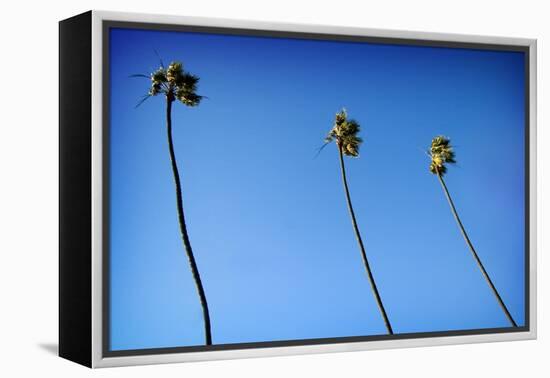 3 Palms-John Gusky-Framed Premier Image Canvas