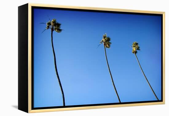 3 Palms-John Gusky-Framed Premier Image Canvas