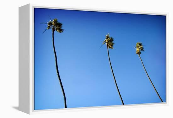 3 Palms-John Gusky-Framed Premier Image Canvas