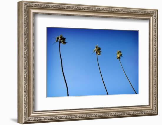 3 Palms-John Gusky-Framed Photographic Print