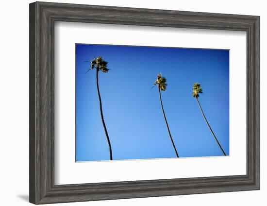 3 Palms-John Gusky-Framed Photographic Print