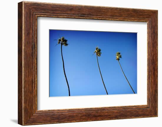 3 Palms-John Gusky-Framed Photographic Print