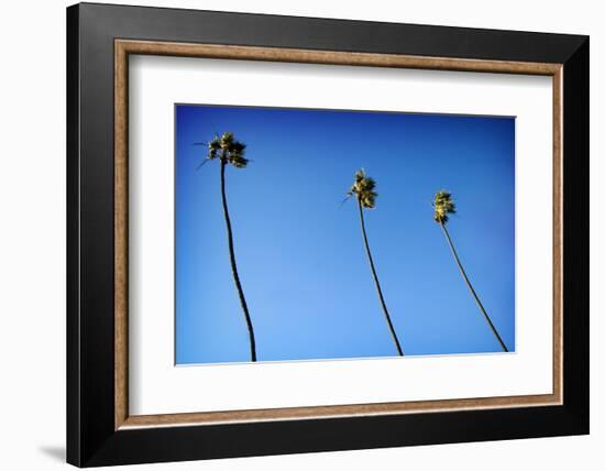 3 Palms-John Gusky-Framed Photographic Print