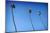 3 Palms-John Gusky-Mounted Photographic Print