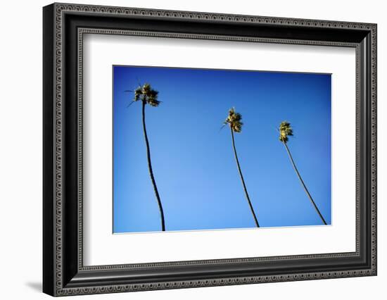 3 Palms-John Gusky-Framed Photographic Print