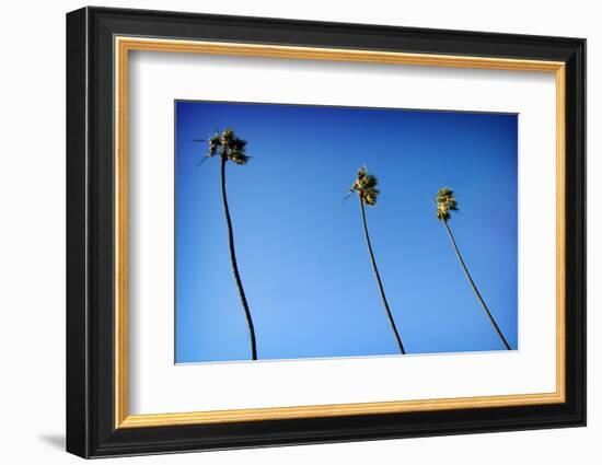 3 Palms-John Gusky-Framed Photographic Print