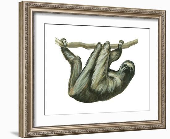 3-Toed Sloth (Bradypus Tridactylus), Mammals-Encyclopaedia Britannica-Framed Art Print