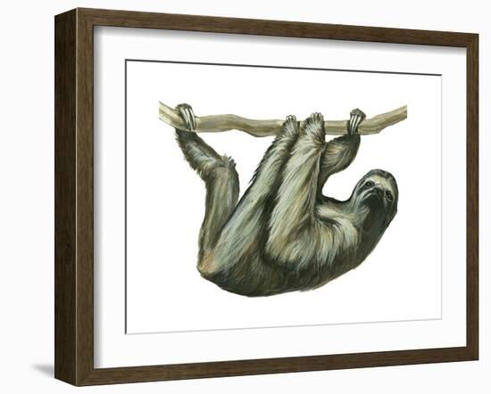 3-Toed Sloth (Bradypus Tridactylus), Mammals-Encyclopaedia Britannica-Framed Art Print