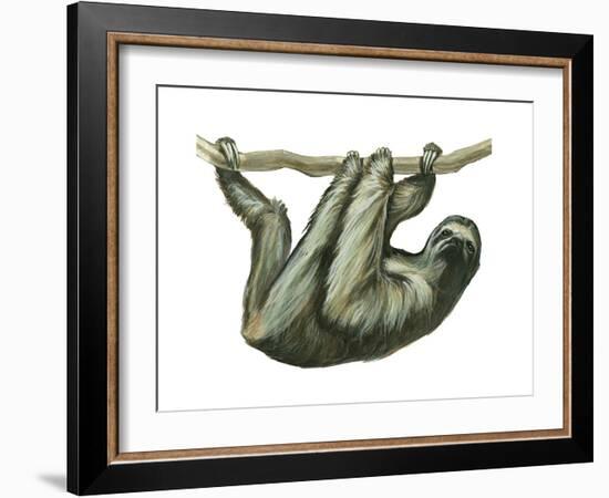 3-Toed Sloth (Bradypus Tridactylus), Mammals-Encyclopaedia Britannica-Framed Art Print