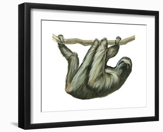 3-Toed Sloth (Bradypus Tridactylus), Mammals-Encyclopaedia Britannica-Framed Art Print