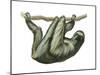 3-Toed Sloth (Bradypus Tridactylus), Mammals-Encyclopaedia Britannica-Mounted Art Print