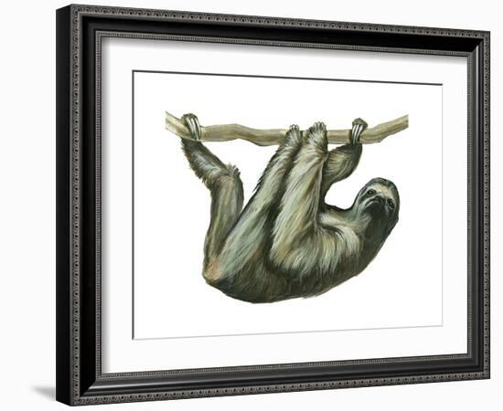 3-Toed Sloth (Bradypus Tridactylus), Mammals-Encyclopaedia Britannica-Framed Art Print