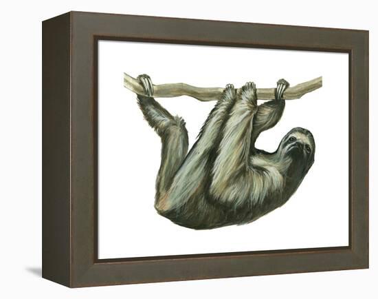 3-Toed Sloth (Bradypus Tridactylus), Mammals-Encyclopaedia Britannica-Framed Stretched Canvas