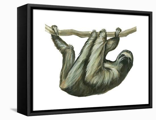 3-Toed Sloth (Bradypus Tridactylus), Mammals-Encyclopaedia Britannica-Framed Stretched Canvas