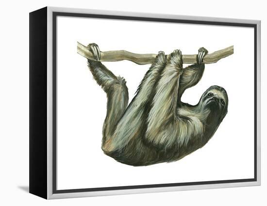 3-Toed Sloth (Bradypus Tridactylus), Mammals-Encyclopaedia Britannica-Framed Stretched Canvas