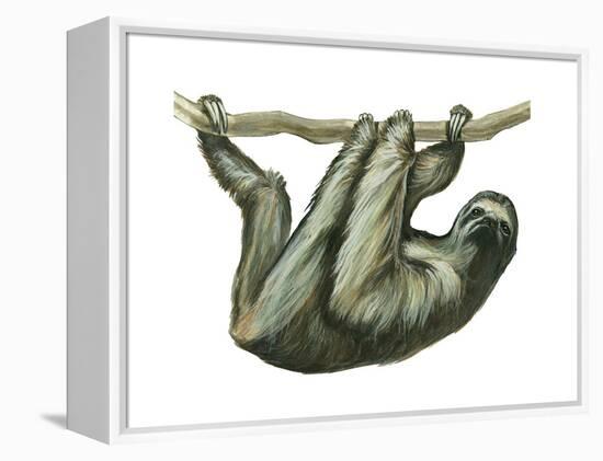 3-Toed Sloth (Bradypus Tridactylus), Mammals-Encyclopaedia Britannica-Framed Stretched Canvas